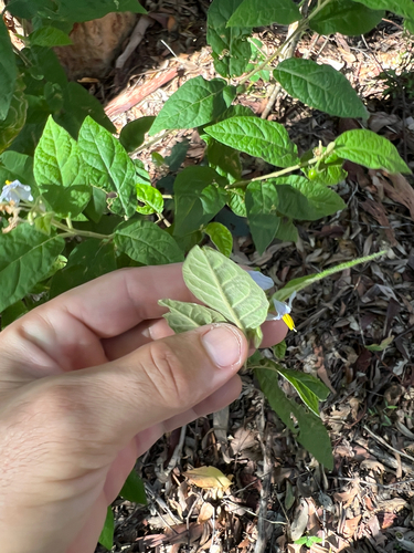 Solanum stelligerum (devil's needles) (alternate view 3)