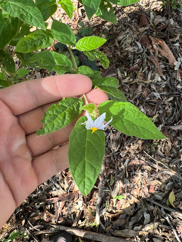 Solanum stelligerum (devil's needles) (alternate view 2)