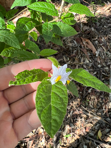 Solanum stelligerum (devil's needles)