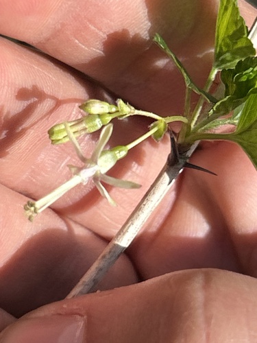 Ribes missouriense (Missouri Gooseberry)