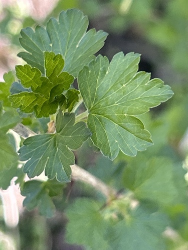 Ribes missouriense (Missouri Gooseberry) (alternate view 2)