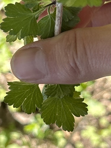 Ribes missouriense (Missouri Gooseberry) (alternate view 3)