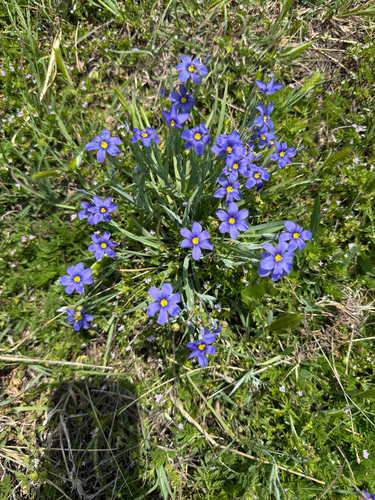 Sisyrinchium pruinosum (Roadside Blue-eyed Grass)