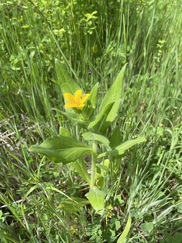 Lindheimera texana (Texas yellow star) (alternate view 6)