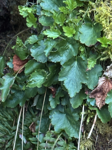 Heuchera micrantha (small-flowered alumroot) (alternate view 5)