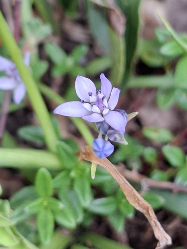 Scilla verna (Spring Squill)
