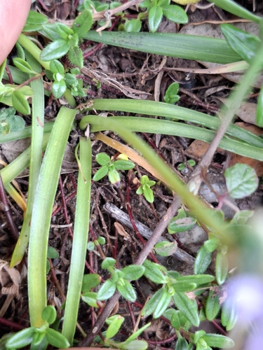 Scilla verna (Spring Squill)