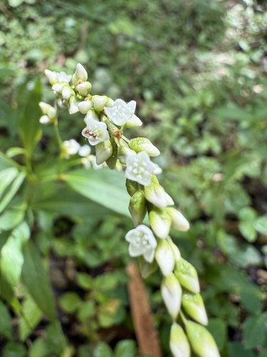 Persicaria punctata (Dotted Smartweed) (alternate view 4)