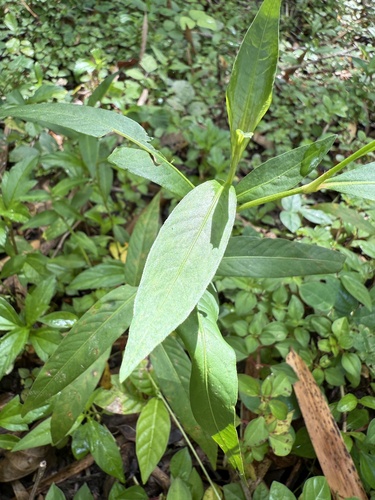 Persicaria punctata (Dotted Smartweed) (alternate view 5)