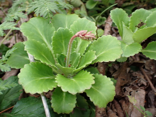 Saxifraga umbrosa (alternate view 3)