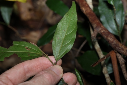 Cryptocarya triplinervis (Brown Laurel) (alternate view 9)