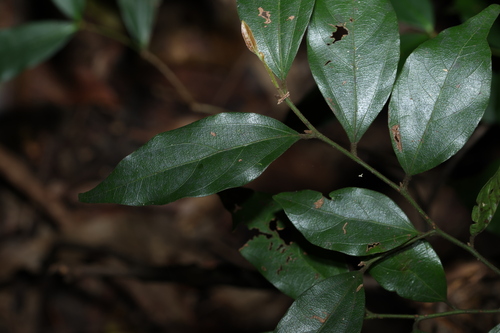 Cryptocarya triplinervis (Brown Laurel) (alternate view 8)