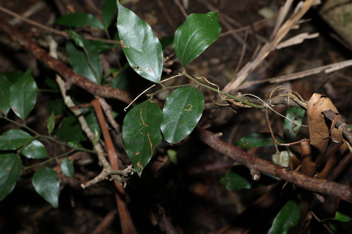 Cryptocarya triplinervis (Brown Laurel) (alternate view 10)