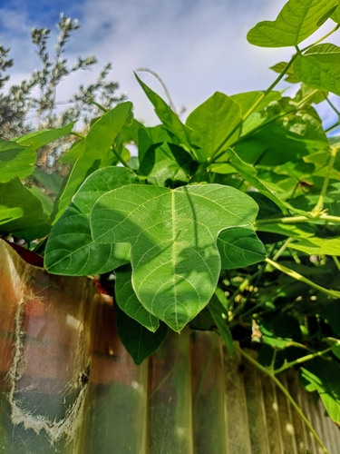 Pueraria montana (kudzu)