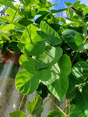 Pueraria montana (kudzu) (alternate view 2)