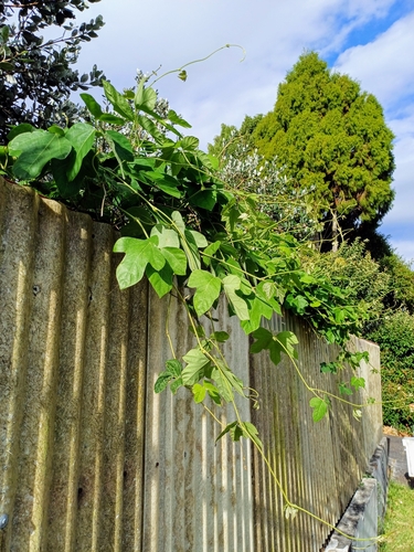 Pueraria montana (kudzu) (alternate view 3)