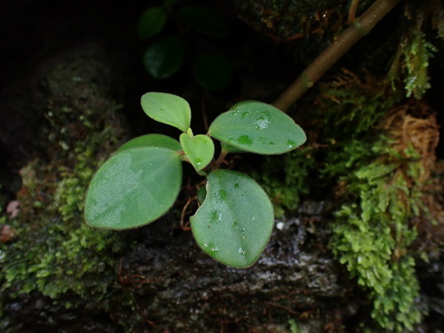Peperomia leptostachya (Slender Peperomia)