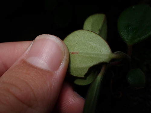 Peperomia leptostachya (Slender Peperomia) (alternate view 2)
