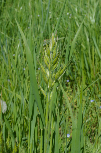 Bromus hordeaceus (common soft brome)