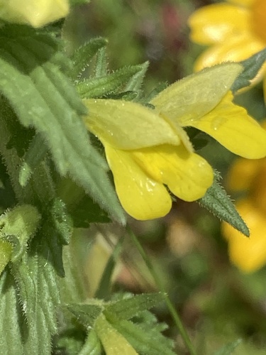 Bellardia viscosa (Yellow Glandweed) (alternate view 5)