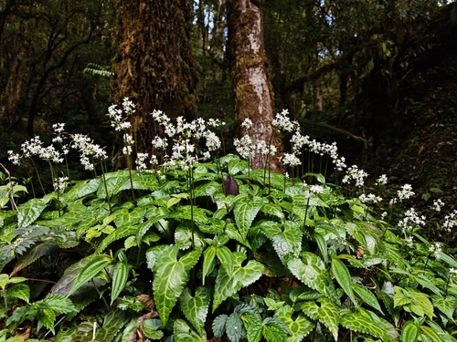 Beesia deltophylla (beesia) (alternate view 3)