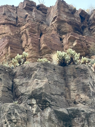 Cylindropuntia bigelovii (Teddybear Cholla) (alternate view 4)