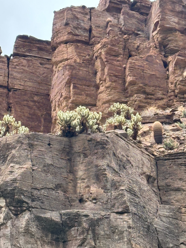 Cylindropuntia bigelovii (Teddybear Cholla) (alternate view 5)