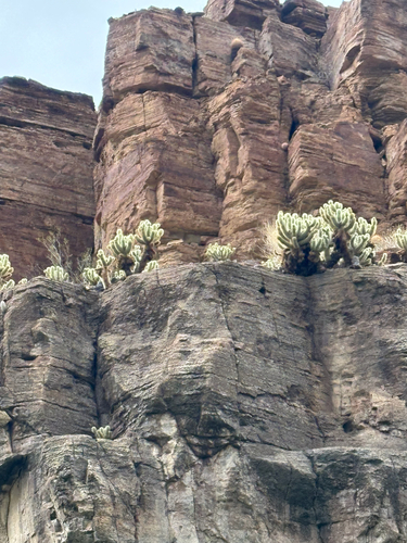 Cylindropuntia bigelovii (Teddybear Cholla) (alternate view 3)