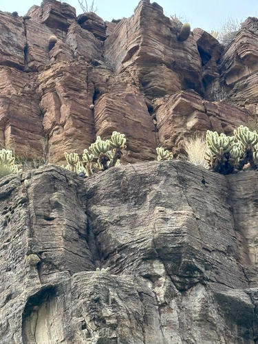 Cylindropuntia bigelovii (Teddybear Cholla) (alternate view 2)