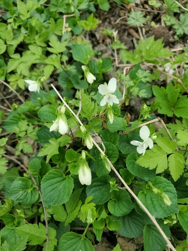 Viola striata (cream violet) (alternate view 2)