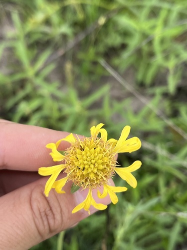 Gaillardia (Blanketflowers)