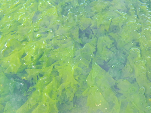 Ulva lactuca (Broadleaf Sea Lettuce)