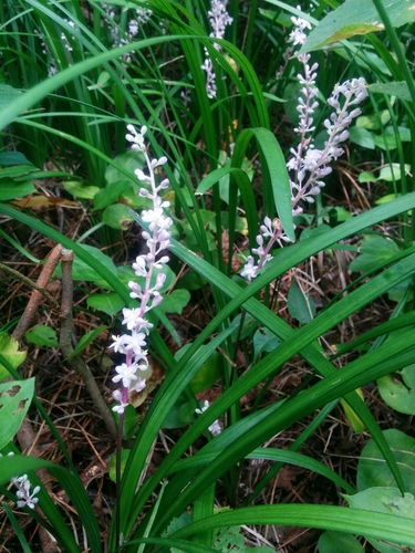 Liriope spicata (Creeping Lilyturf)