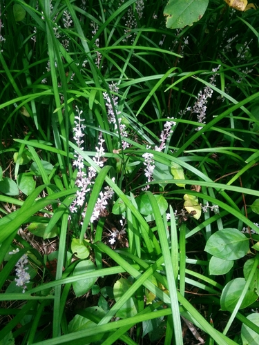 Liriope spicata (Creeping Lilyturf)