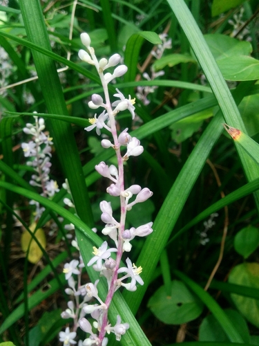 Liriope spicata (Creeping Lilyturf)