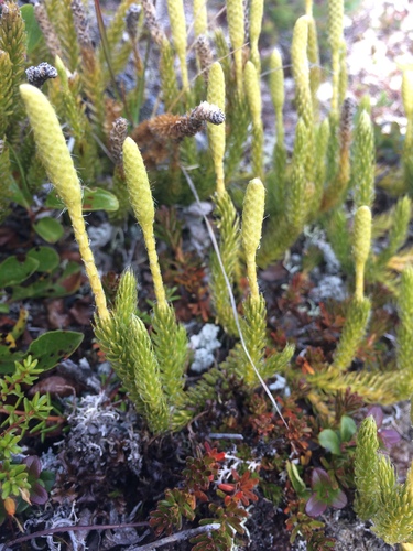 Lycopodium (ground and creeping clubmosses) (alternate view 7)