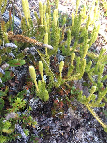Lycopodium (ground and creeping clubmosses) (alternate view 6)