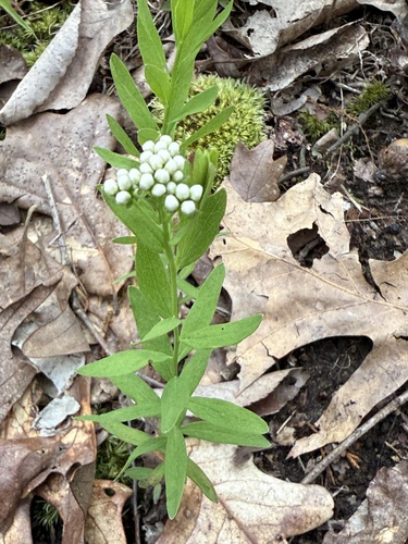 Comandra umbellata (bastard toadflax) (alternate view 8)