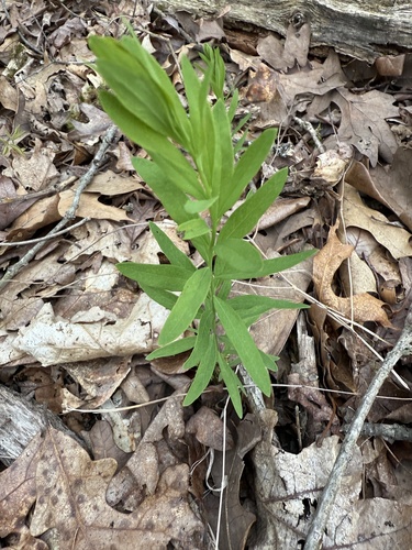Comandra umbellata (bastard toadflax) (alternate view 9)