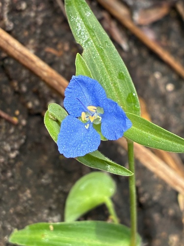 Commelina cyanea (scurvy weed) (alternate view 6)