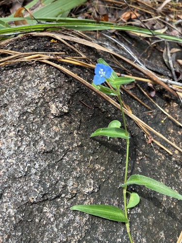 Commelina cyanea (scurvy weed) (alternate view 7)