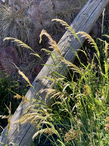 Polypogon