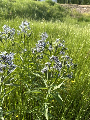 Amsonia tabernaemontana (Eastern Bluestar)