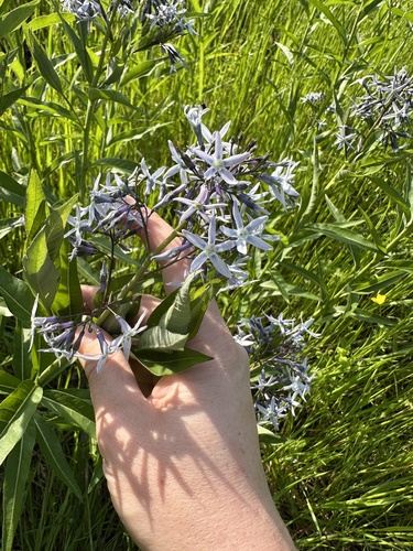 Amsonia tabernaemontana (Eastern Bluestar) (alternate view 2)