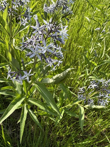 Amsonia tabernaemontana (Eastern Bluestar) (alternate view 3)