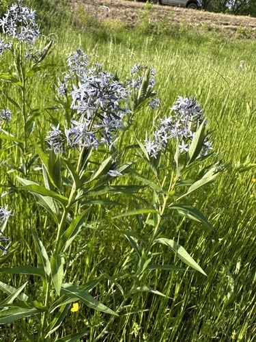 Amsonia tabernaemontana (Eastern Bluestar) (alternate view 4)