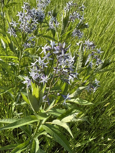 Amsonia tabernaemontana (Eastern Bluestar) (alternate view 5)