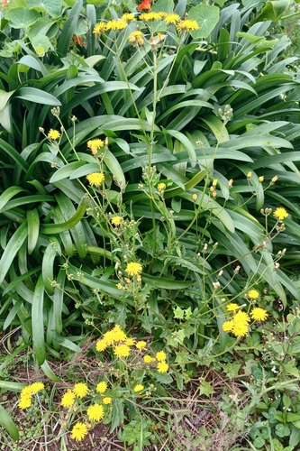 Crepis vesicaria (Beaked Hawksbeard)