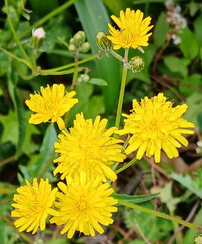 Crepis vesicaria (Beaked Hawksbeard)