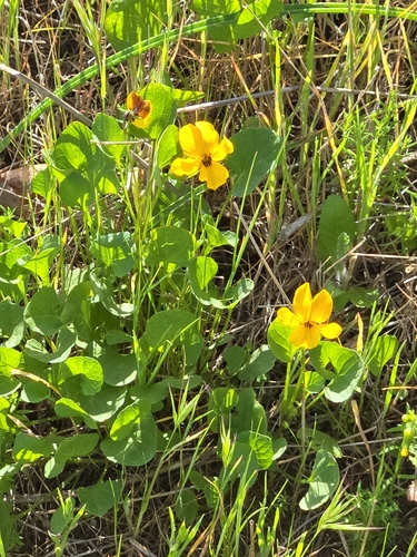 Viola pedunculata (California Golden Violet) (alternate view 10)